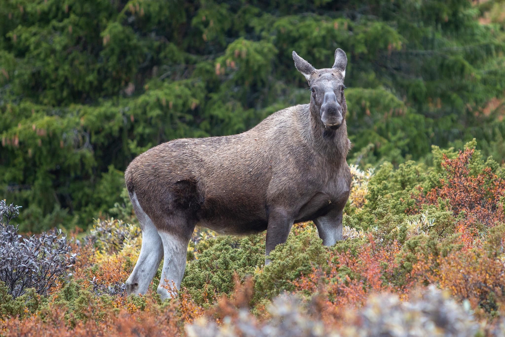 Jakten på elg og hjort blir utvidet i 15 kommuner i og rundt Nordfjella villreinområde for å hindre spredning av skrantesyke. 