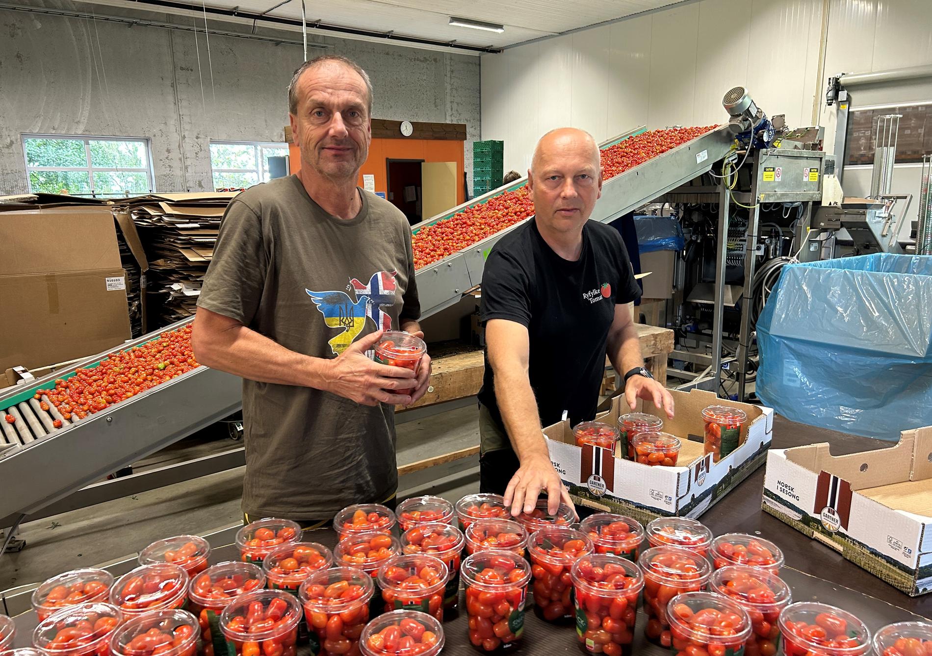 Brørne Jon Olav (t.v.) og Ståle Runestad sjekkar nokre snack-tomatar i pakkeriet til Ryfylke Tomat SA på Fogn.