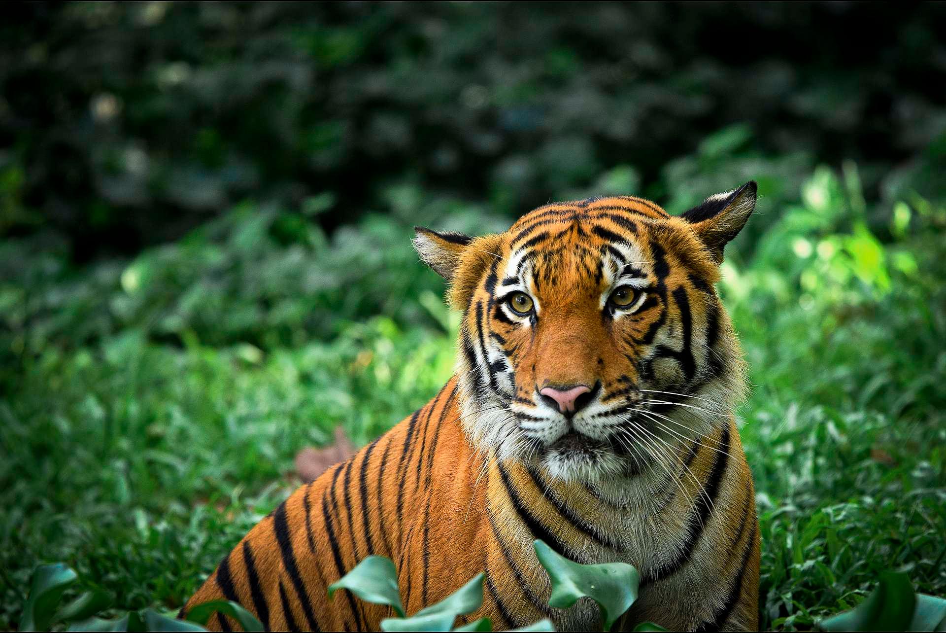 Malysisk tiger fotografert i en dyrepark. Maysia har ikke gjennomført en nasjonal kartlegging. IUCN anslår den gjenværende bestanden til mellom 250 og 340 individer.