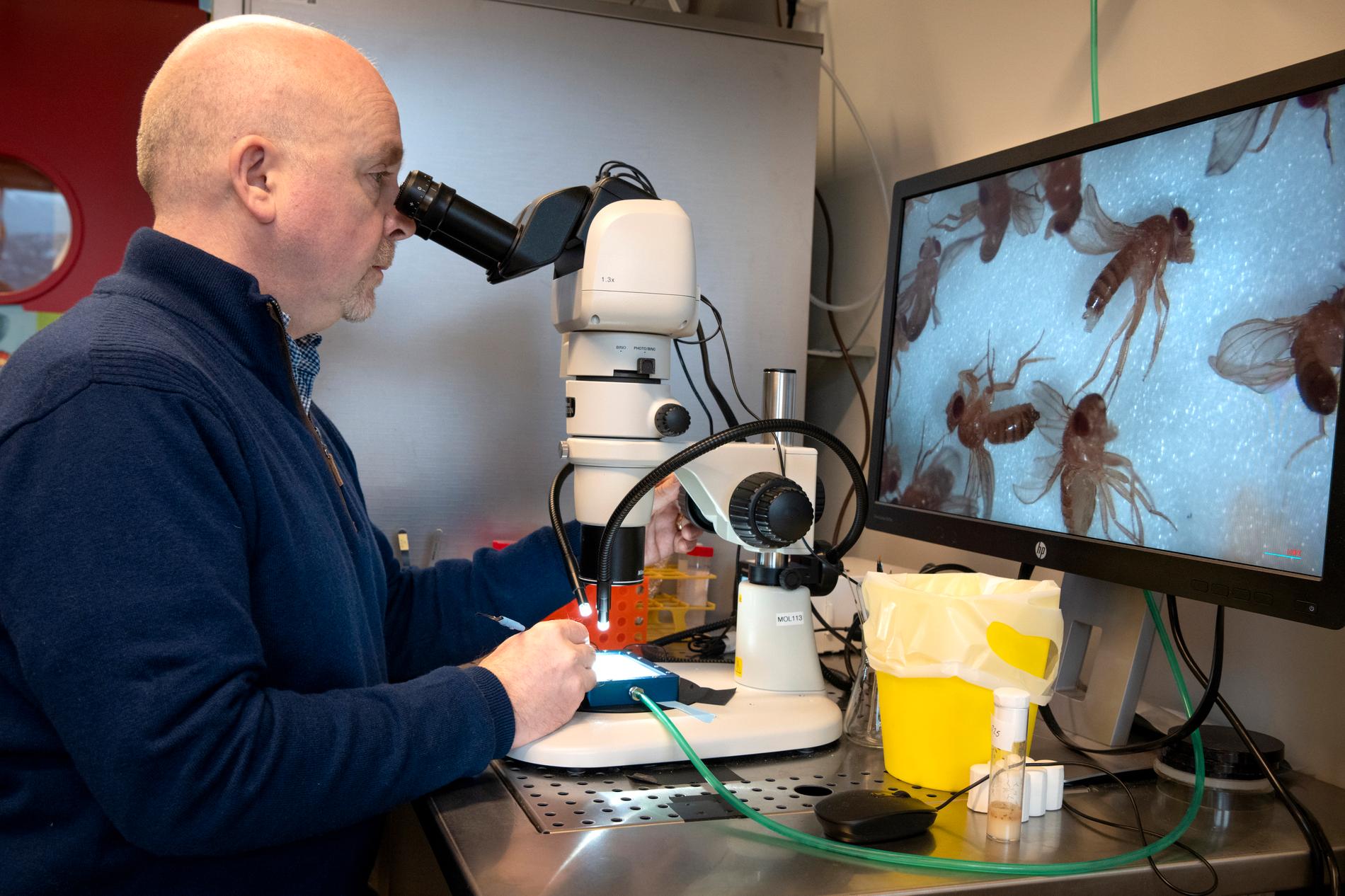 Fergal O’ Farrell studerer bananfluene som sannsynligvis utvikle kreft. Og de er forbausende lik mennesker. 