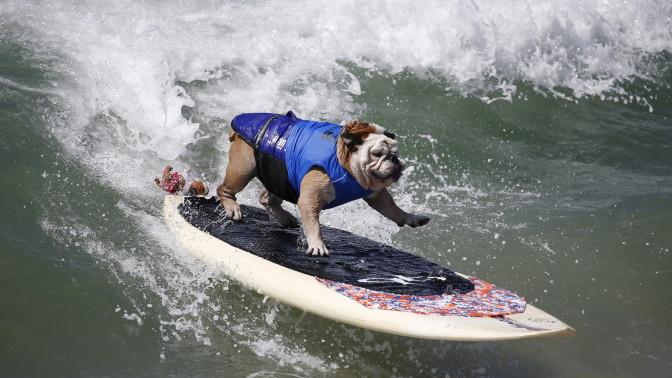 Denne hunden viser skills på surfebrettet. Foto: REUTERS/Lucy Nicholson