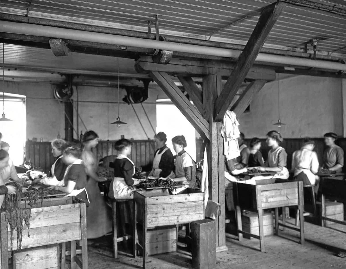 Oslo hadde en betydelig tobakksindustri. Disse damene jobbet i Conrad Langaards tobakksfabrikk i Pilestredet 56, rundt 1910.