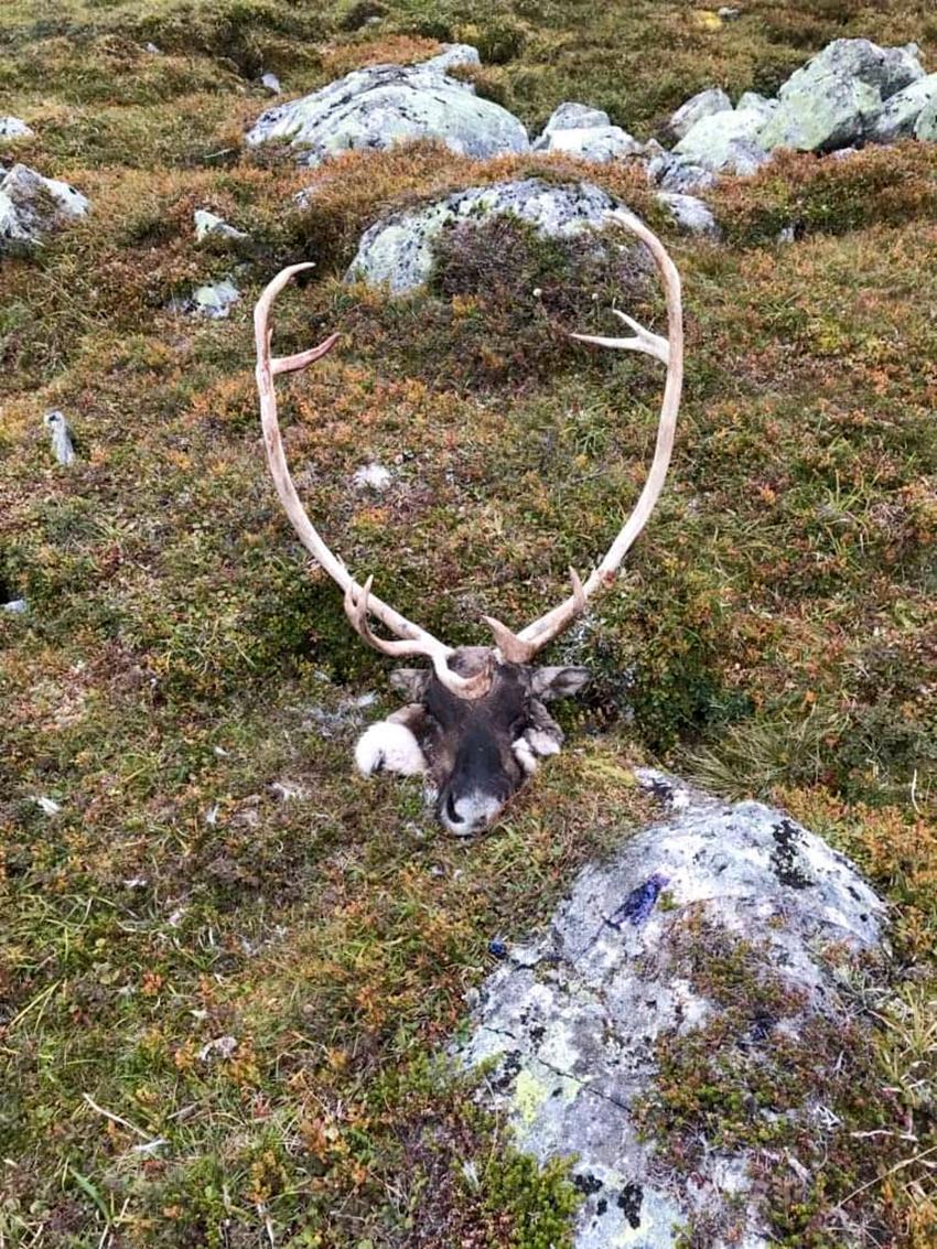En infisert villrein ble skutt under jakt på Hardangervidda. Bildet er fra 2020.