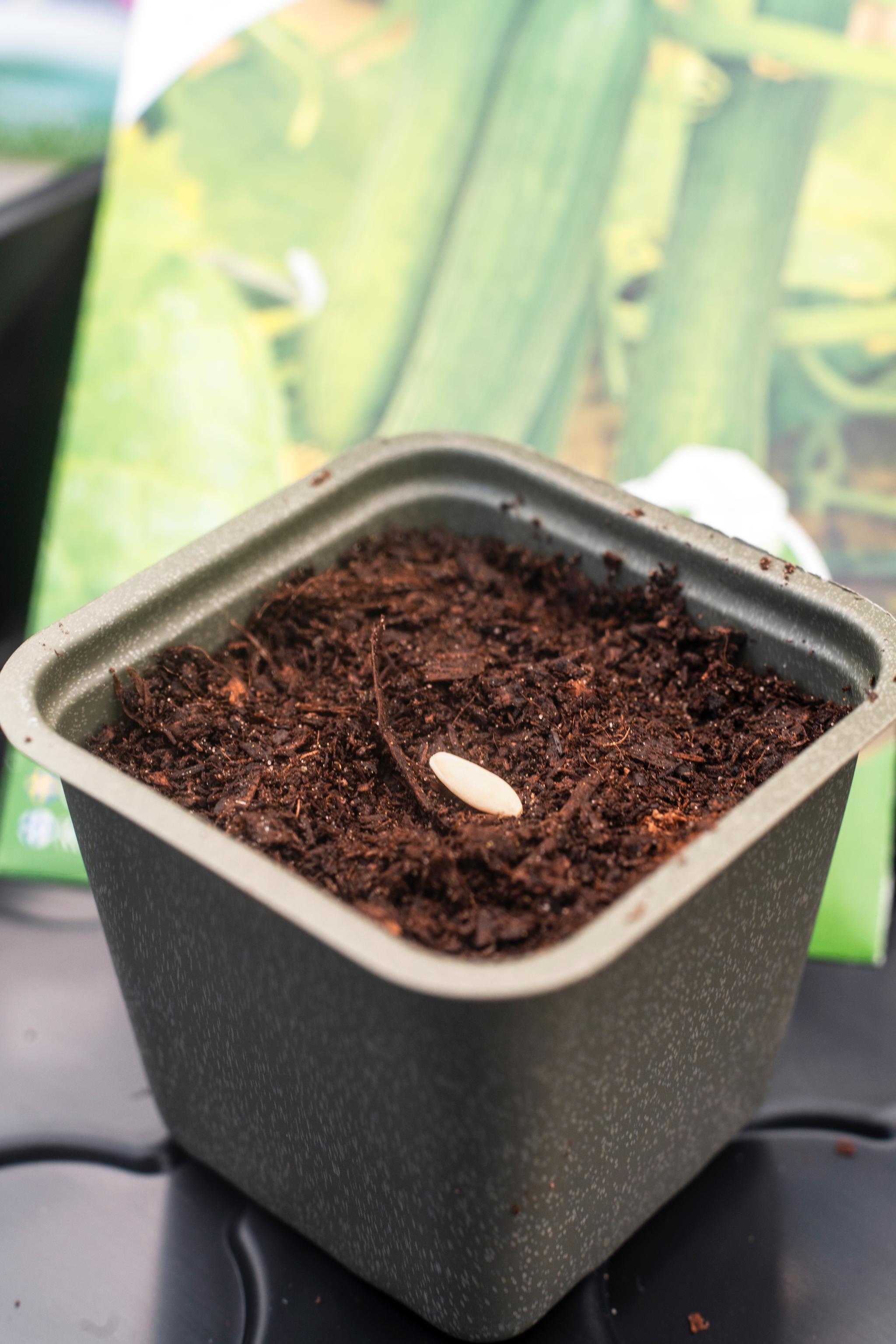 TRINN 1: Sår man i en liten potte, er det nok med ett frø av gangen. Når planten begynner å spire, flyttes den over i en større potte. Voksenpotten må ha hull i bunnen til drenering. Legg gjerne et lag med småstein nederst før du fyller på med jord.