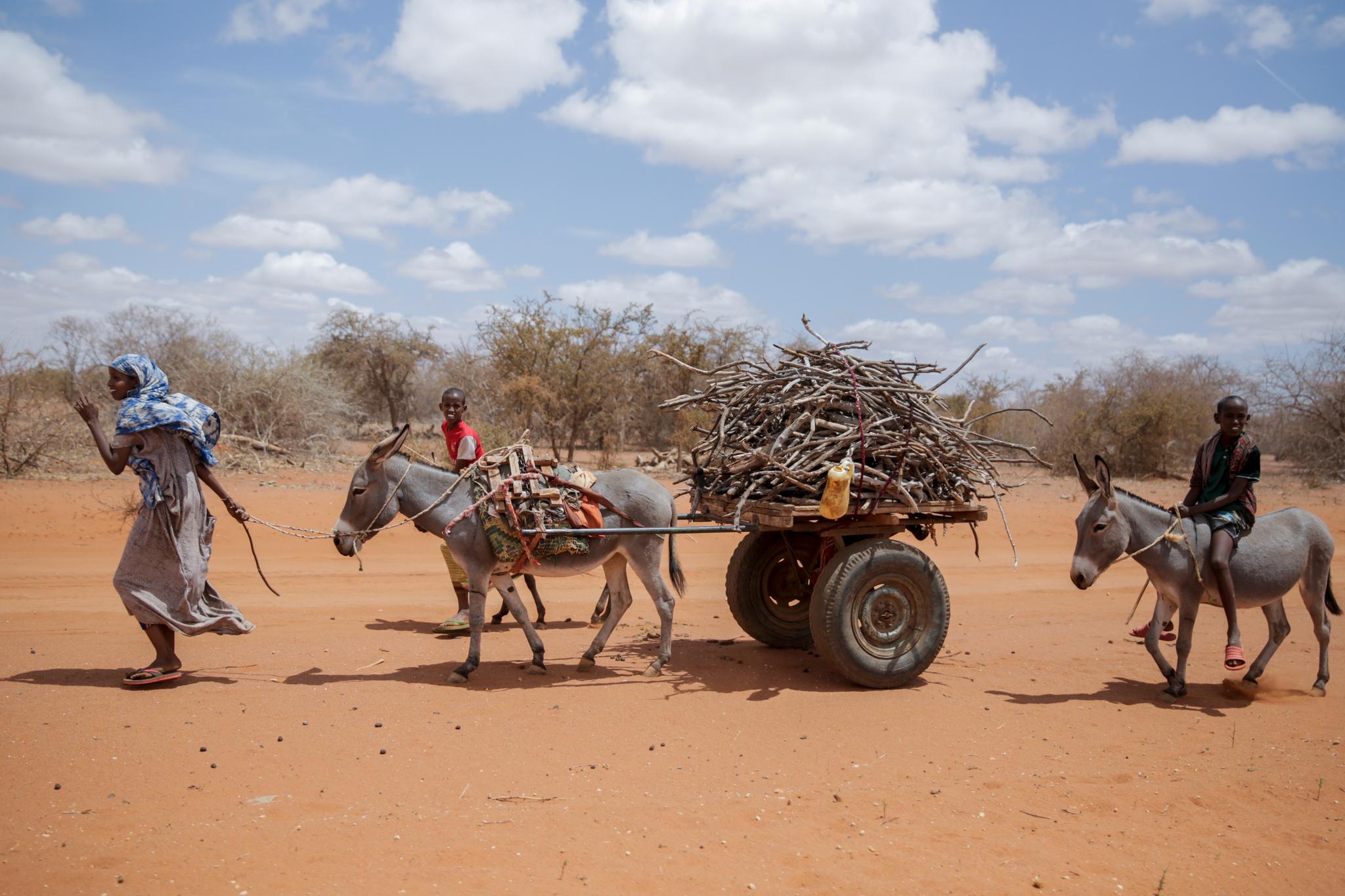 På ti år ble eselbestanden i Kenya halvert på grunn av handelen med Kina. Eselet er et viktig arbeidsdyr i mange afrikanske land. Her fra landsbyen Bulla Hagar i det nordlige Kenya i 2022.