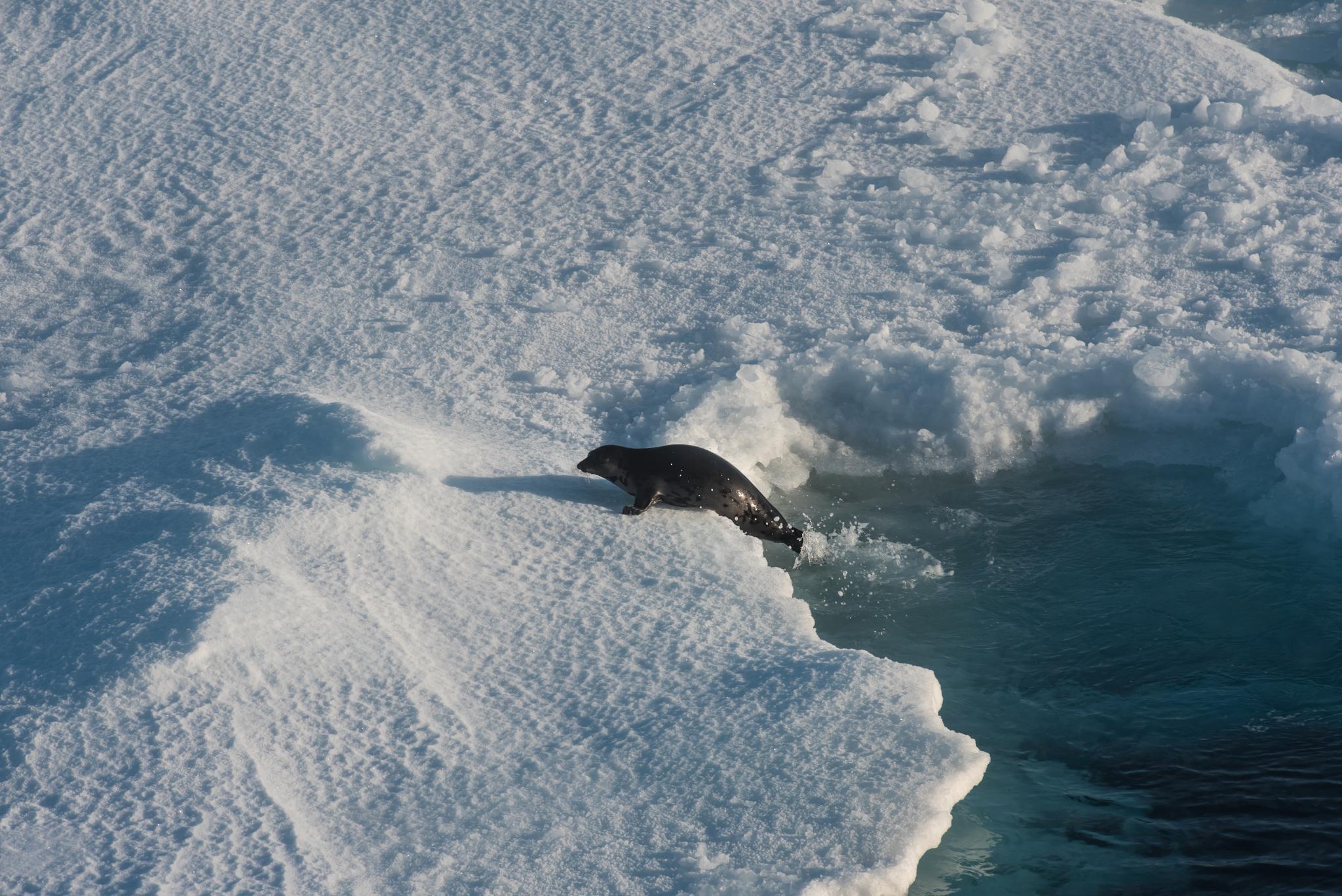  Det fysiske miljøet endrer seg raskt med økt temperatur og redusert isdekke i Polhavet. Det kan få alvorlige konsekvenser for de arktiske artene som for eksempel sel og andre sjøpattedyr.