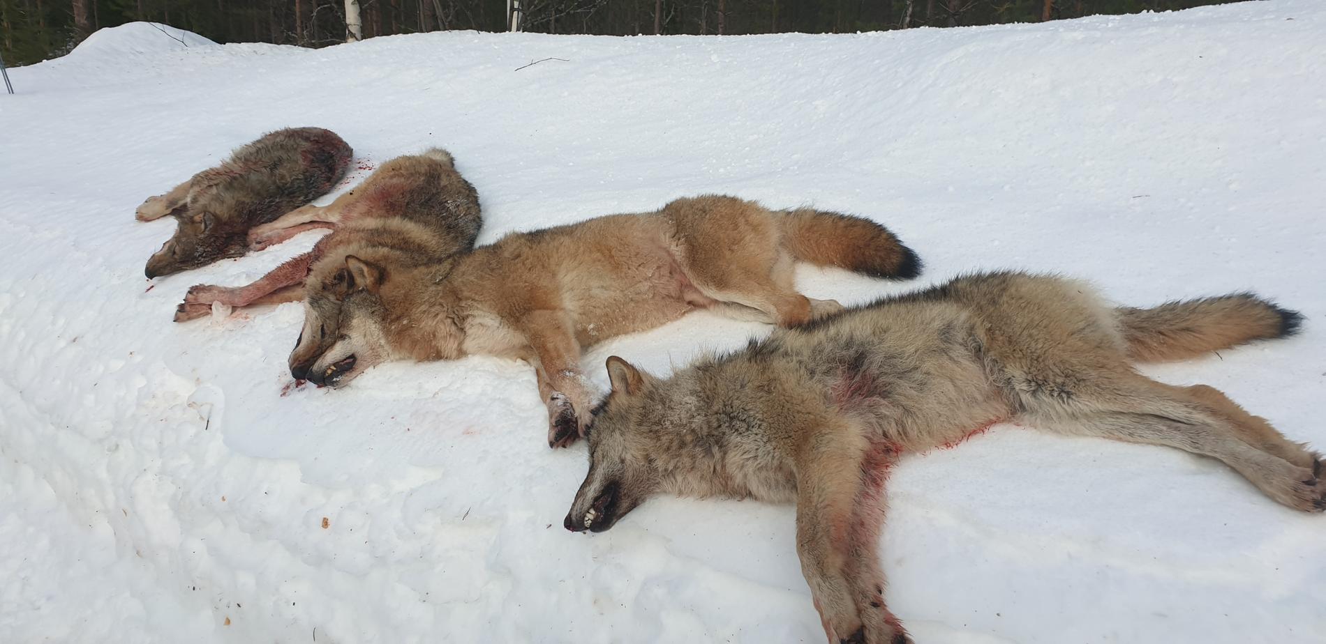 SKUTT: Fire av de seks ulvene i Letjennareviret i Elverum i Hedmark er skutt på første dag av lisensjakten, det er alfaparet og to årsvalper som ble tatt ut. 