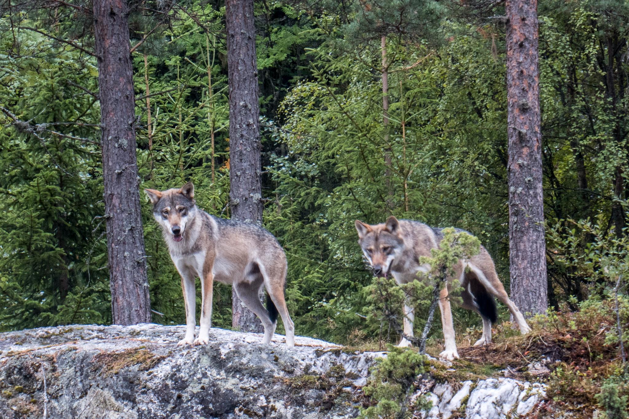 Ulver i Bjørneparken i Flå. Foto: Paul Kleiven / NTB scanpix