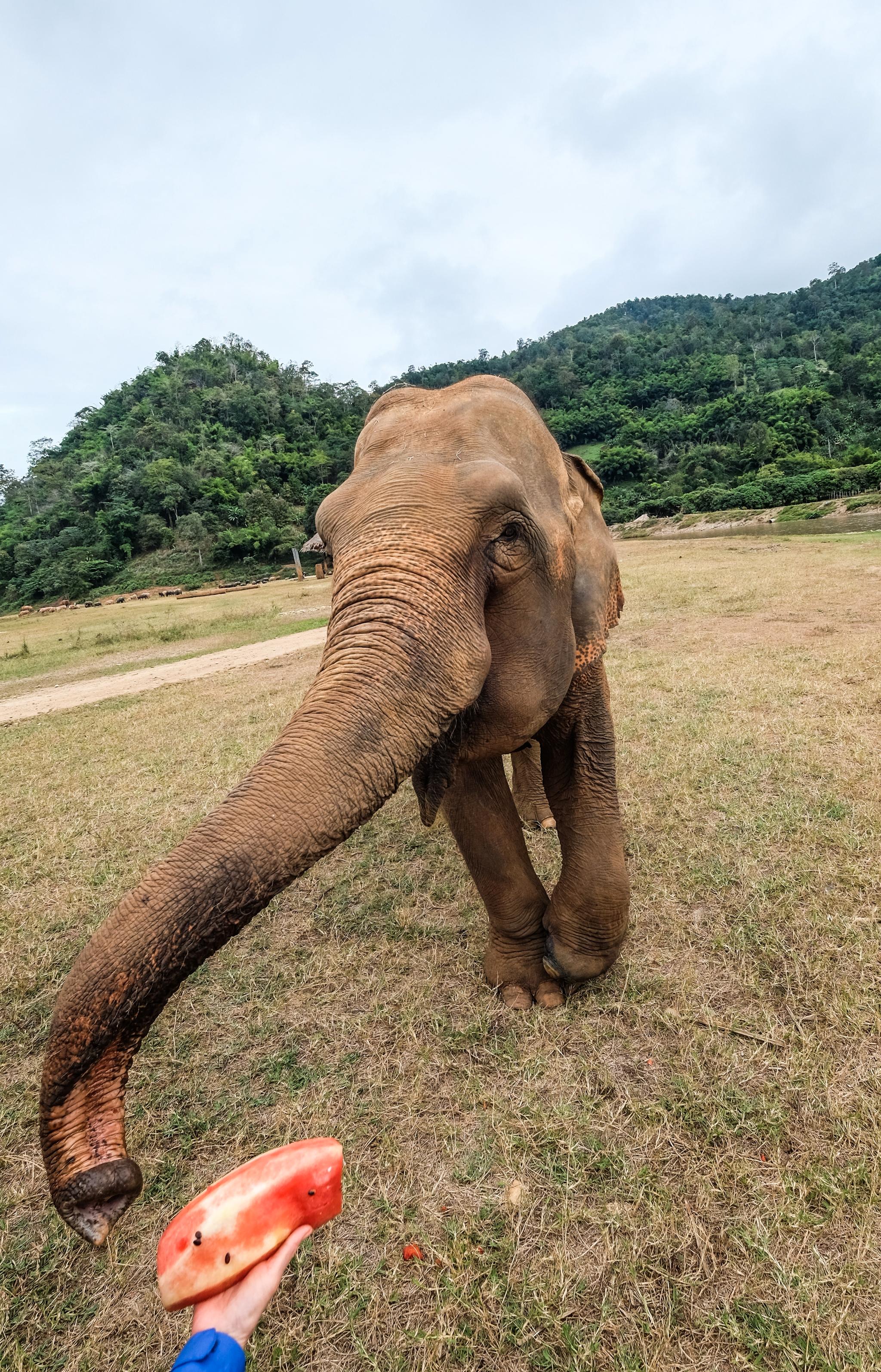 TITT-TEI: Mating av elefantene er et høydepunkt i Elephant Nature Park. Bare husk å holde hendene fri for solkrem og insektmiddel.