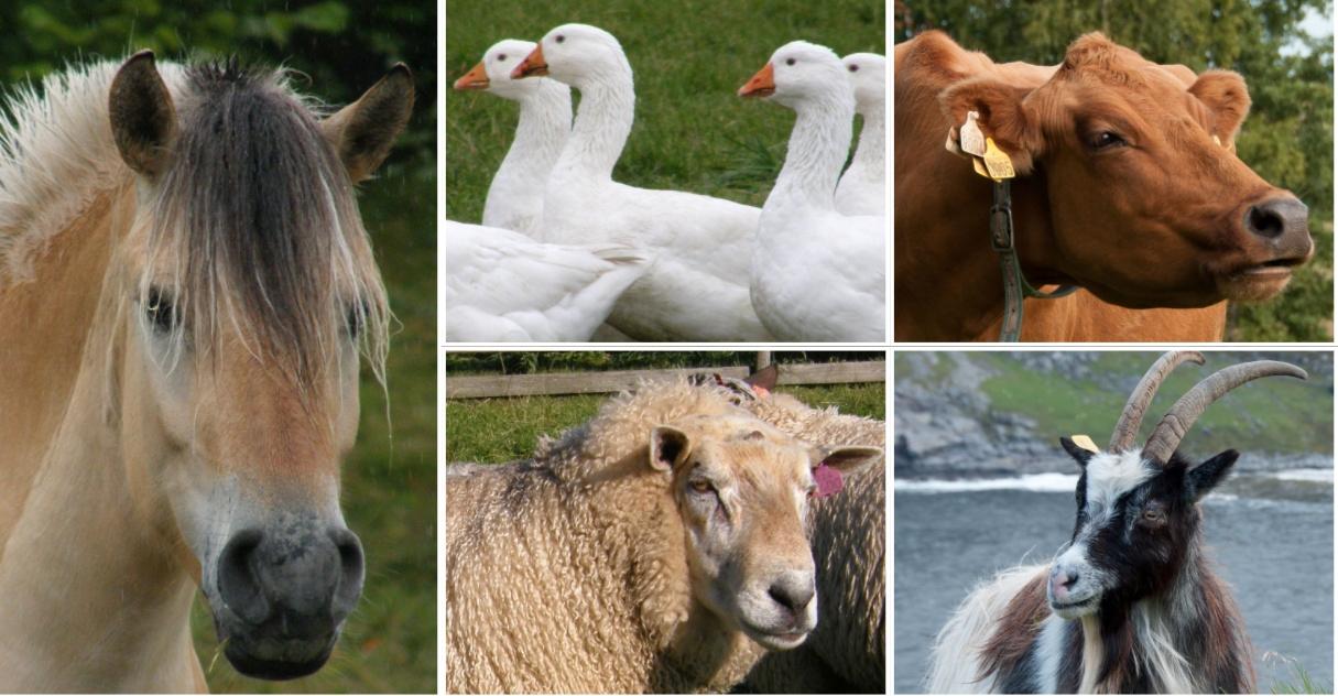 De er alle truede norske husdyrarter: Fjordingen, Norsk hvit gås, Østlandsk rødkolle, Kystgeit, og Steigarsau.