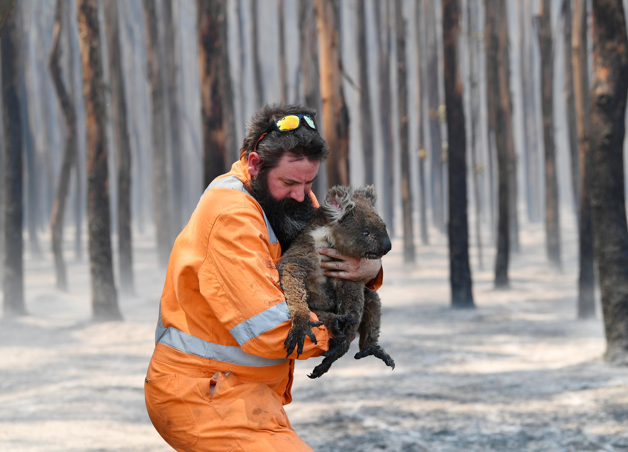 Her blir en koala reddet av Simon Adamczyk mens skogbrannene herjet i Australia i fjor.