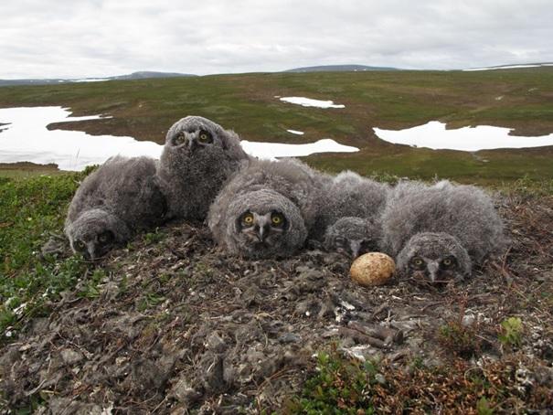 Dette ungekullet av snøugle på arktisk tundra i Øst-Finnmark kan ha harde tider foran seg. Økosystemet deres er betinget av en klimasone som er i ferd med å forsvinne i Norge. Snøuglen er i kategorien sterkt truet på den norske rødlisten.