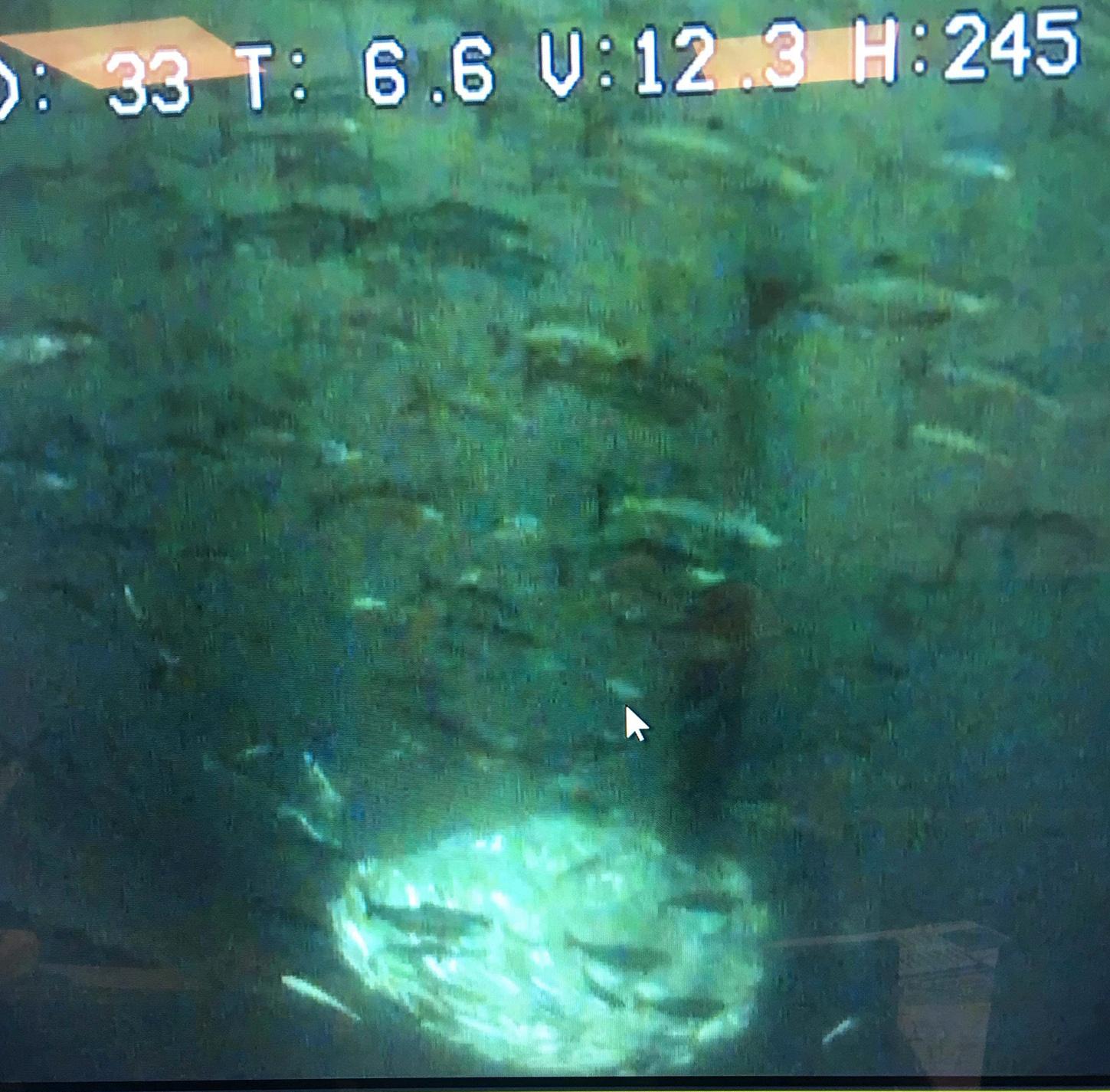 Bilde tatt av overvåkingskamera hos Salaks AS i det vannet i en merd farges grønt av algene Chrysochromulina leadbeateri. 