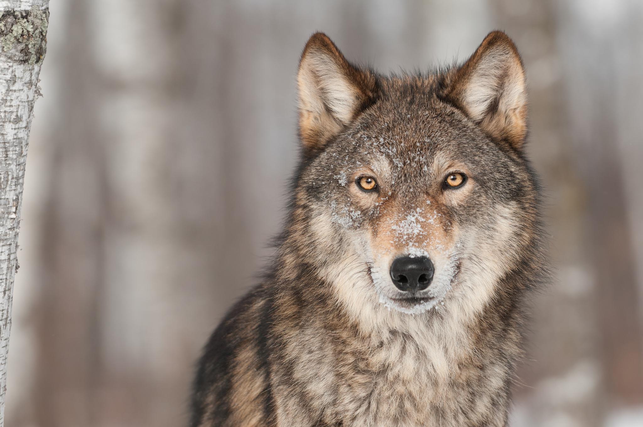 Ulven er truet av utryddelse i Norge.