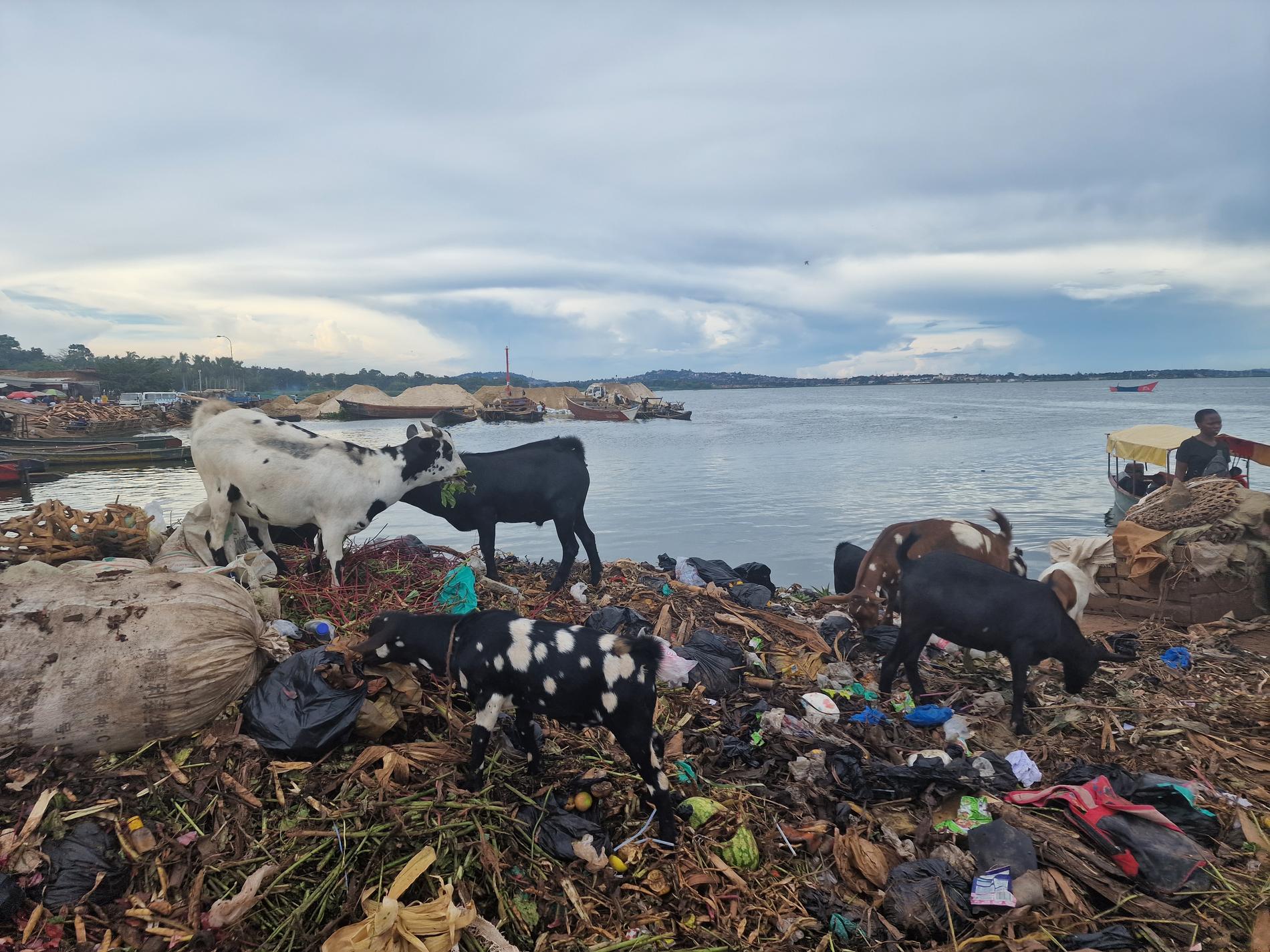 Søppelhåndteringen var ofte dårlig. Her finner geitene mat i søppelet ved fiskemarkedet.