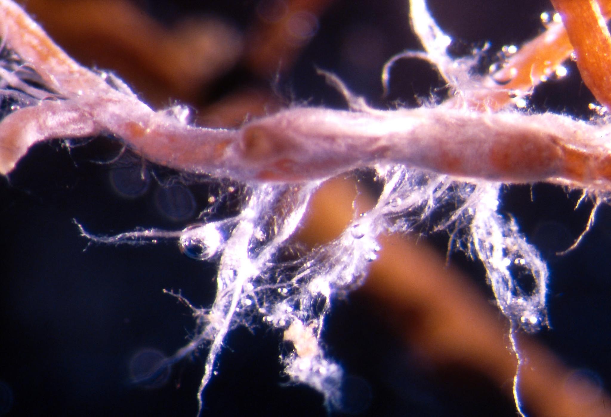 Under bakken utveksles vann og næring mellom en mykorrhizasopp og et grantre. 