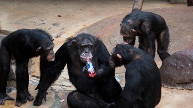 Julebrus var populært blant sjimpansene, men bare Julius fikk smake. Julebrus var populært blant sjimpansene, men bare Julius fikk smake.