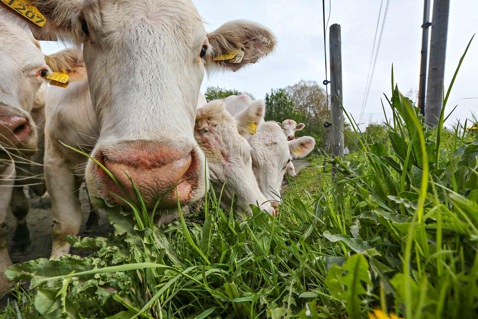 Det er ikke gress, alt kua spiser. Men nå kommer kjøttprodukter hvor det nesten er bare gress i dietten.