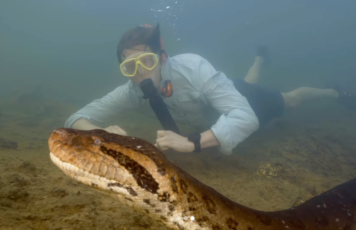 I februar svømte biologen Freek Volk med den enorme slangen. Nå er den død. 