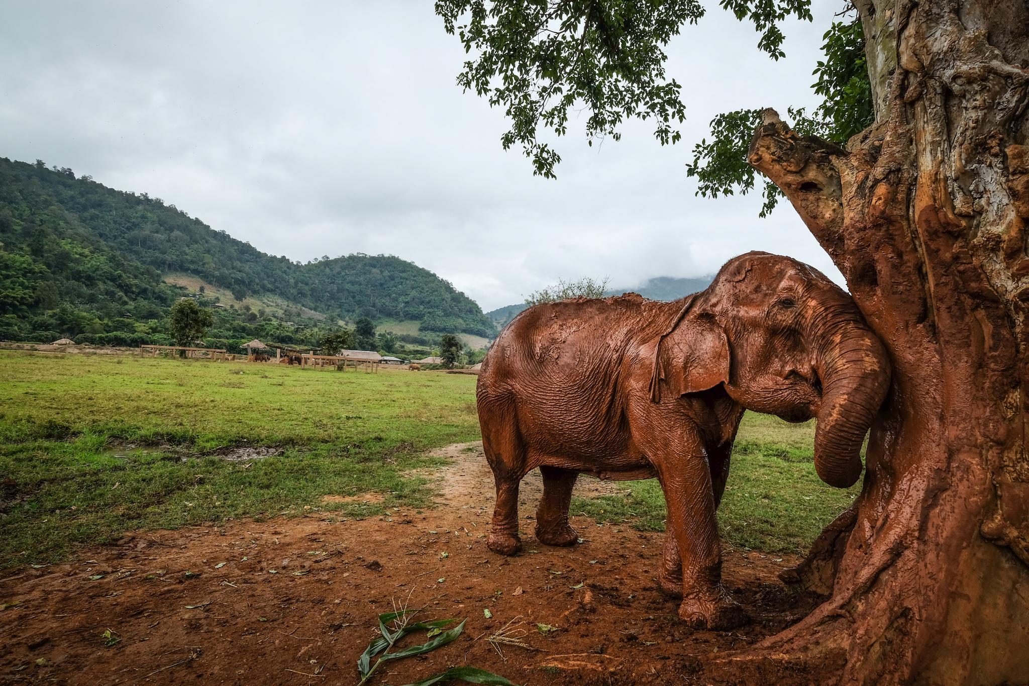ENDELIG FRI:  – Det tok lang tid før hun ble så trygg med folk, sier guide og elefantpasser Tanwamas «Som» Khaikaew om den gamle elefanten Saza. Etter 70 år som ridedyr har hun funnet sitt fristed her i Chiang Mai.