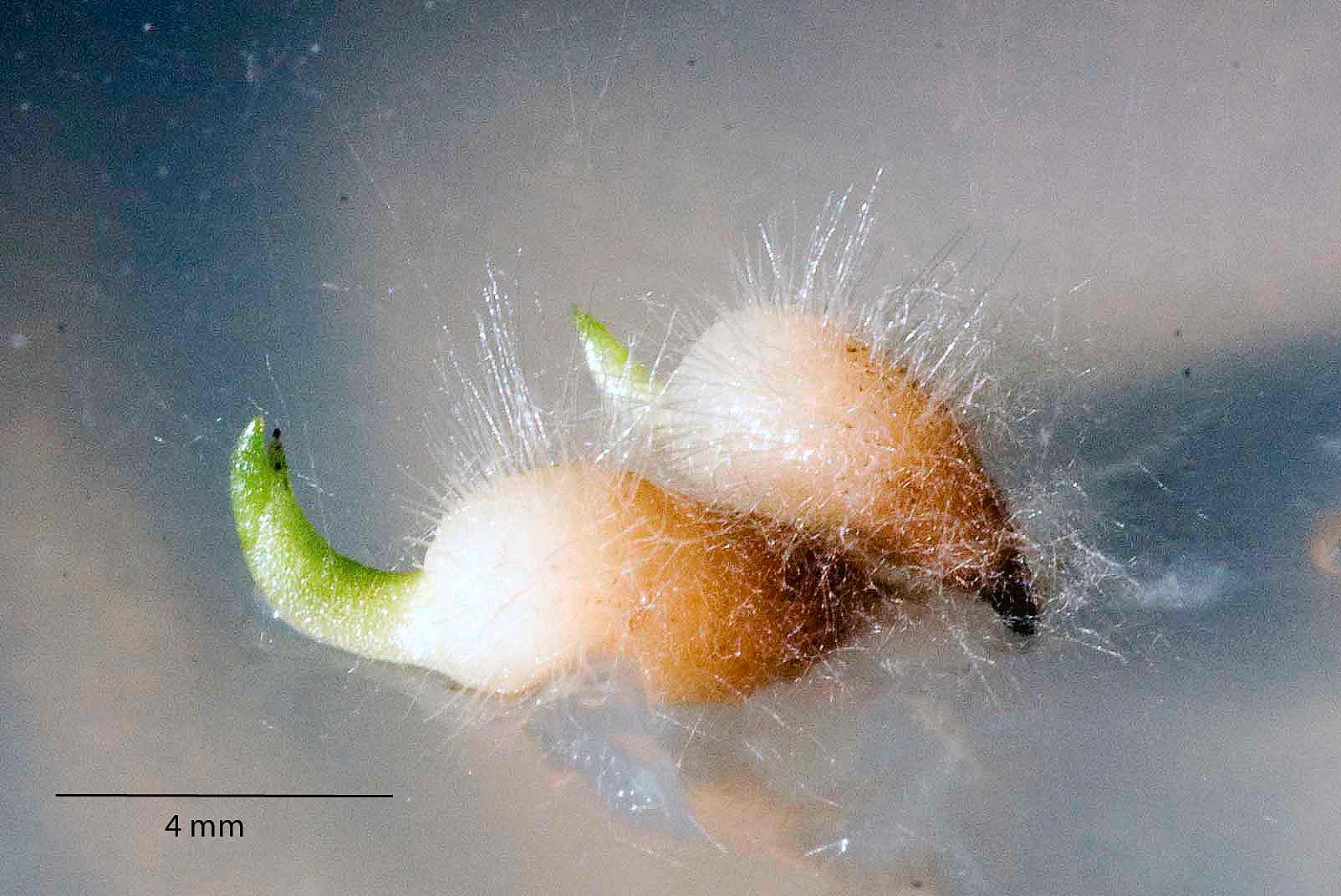 Orkideenes usynlige bestevenn: Frø av narrmarihånd (Anacamptis morio) pakket varsomt inn i en ‘kuvøse’ av rothår med Ceratobasidium-mykorrhizasopp.