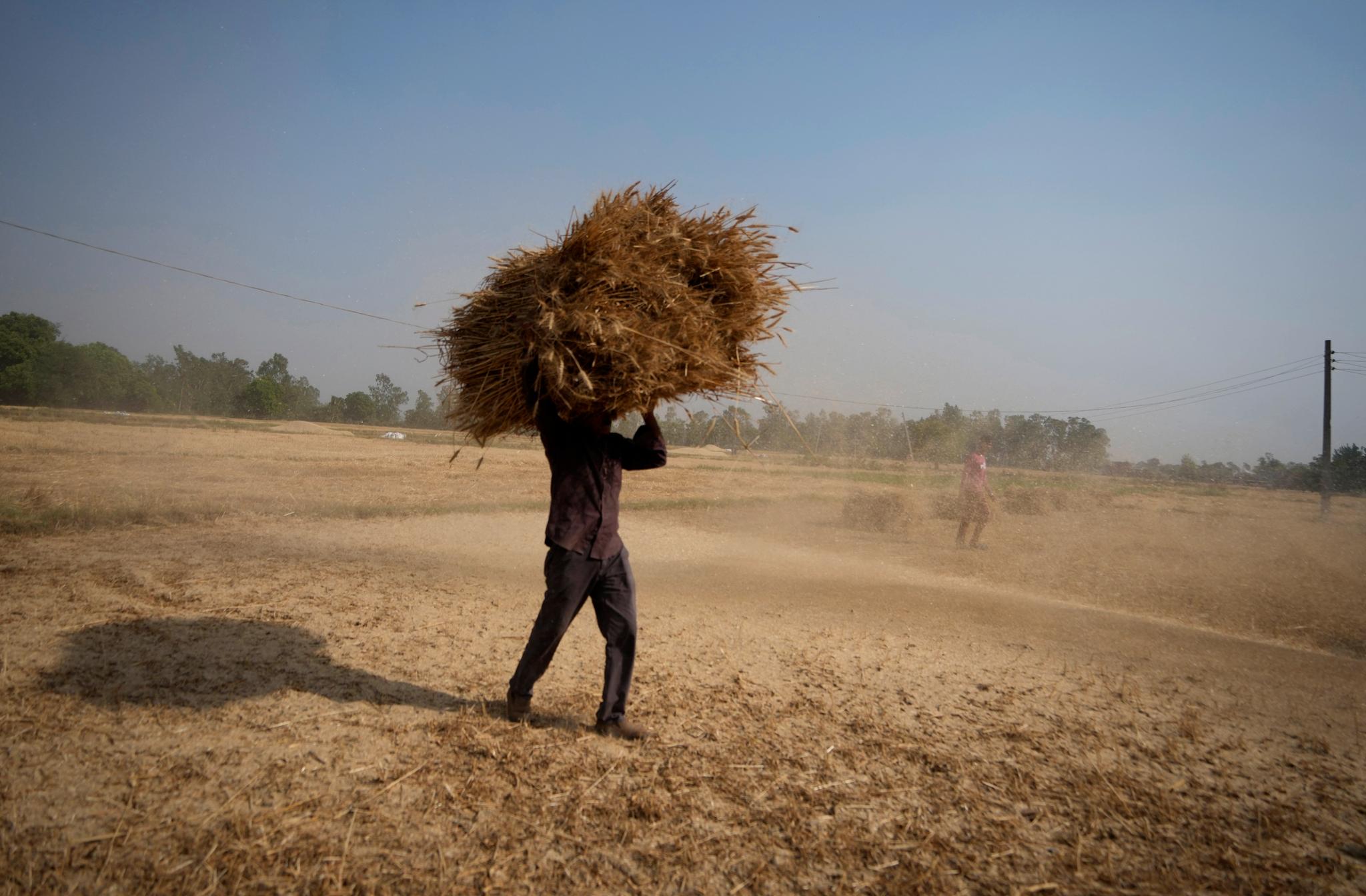 I april høstet denne indiske bonden åkeren sin. Årets hetebølge kom tidligere og ble kraftigere enn vanlig. Det truer avlingen.