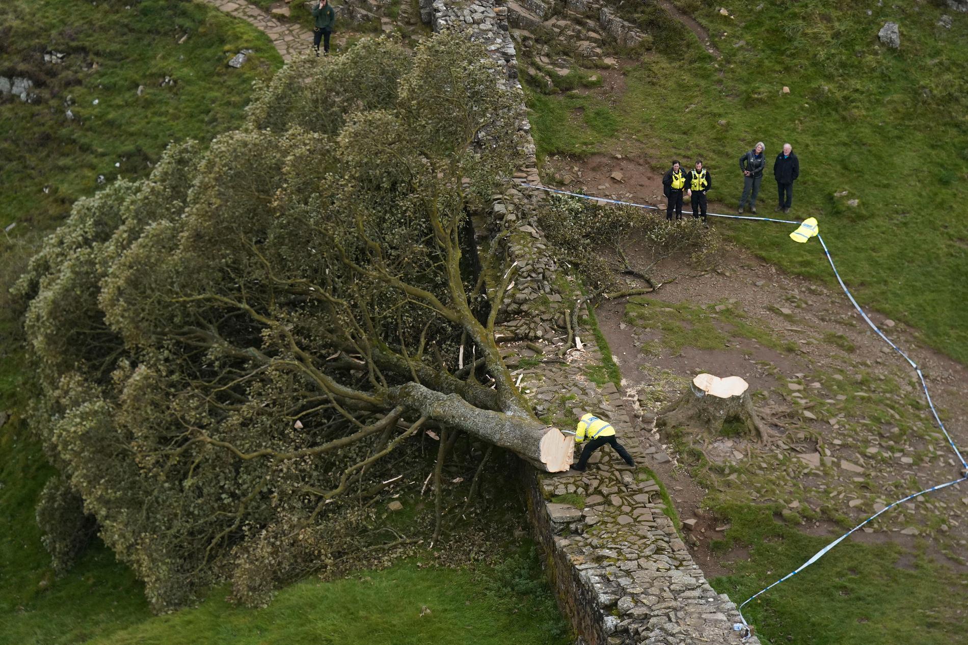 Britisk politi har pågrepet en 16 år gammel gutt og en mann i 60-årene i forbindelse med den ulovlige trefellingen av det legendariske Sycamore Gap-treet i nasjonalparken i Northumberland i England. 