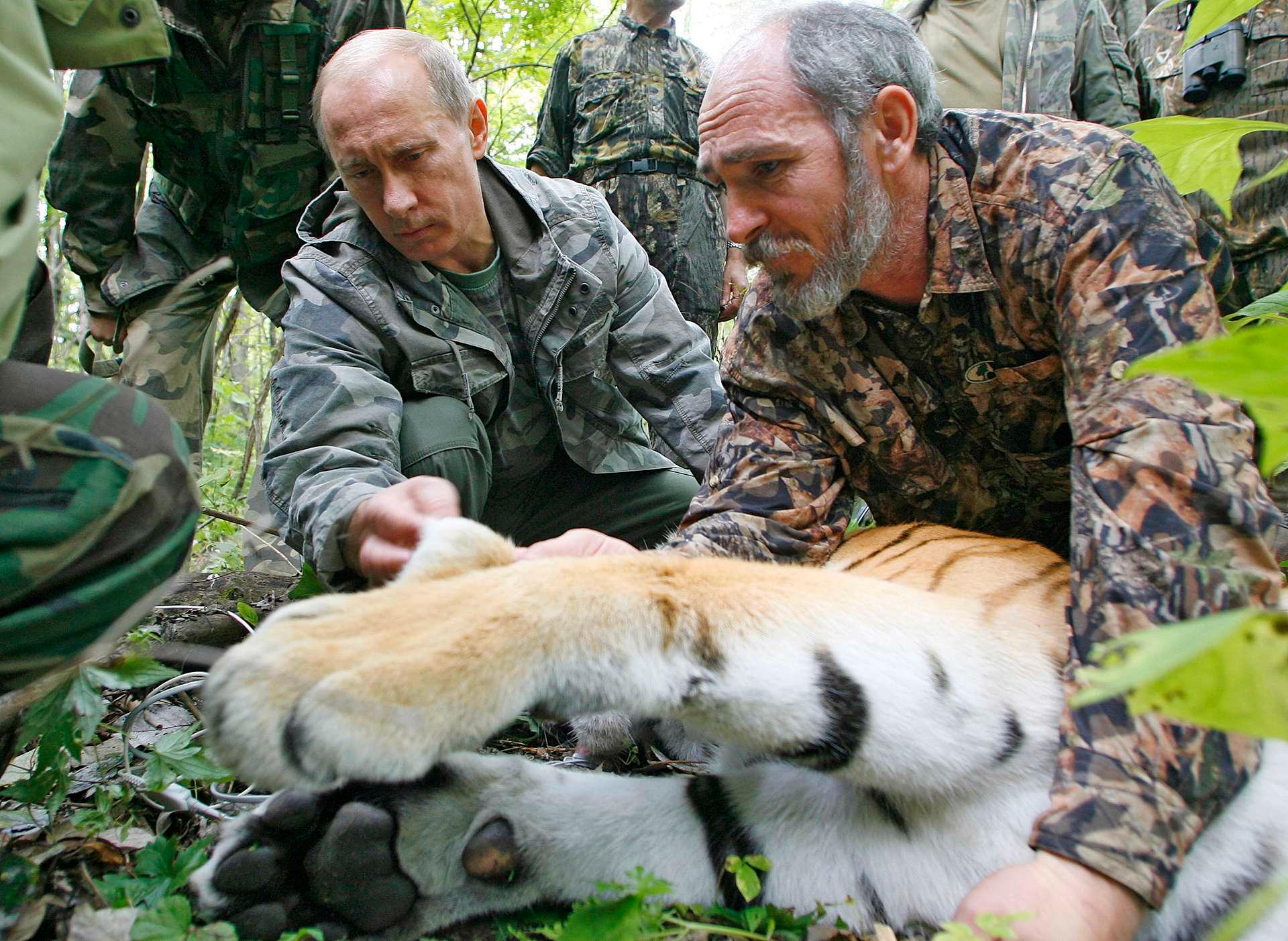 Russlands president Vladimir Putin er med på tigermerking i Sibir. I ettertid er han anklaget for at merkingen var av en tiger i fangenskap, men han har uansett tatt grep for å redde Russlands største kattedyr.